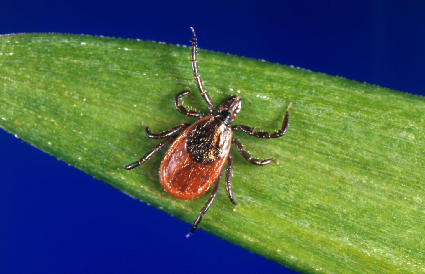Early Spike in Tick Bites Raises Concerns Over Tick-Borne Diseases
