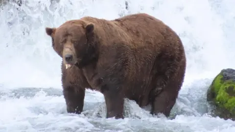 Chunk the Brown Bear Triumphs in Fat Bear Week 2025 Despite Injuries
