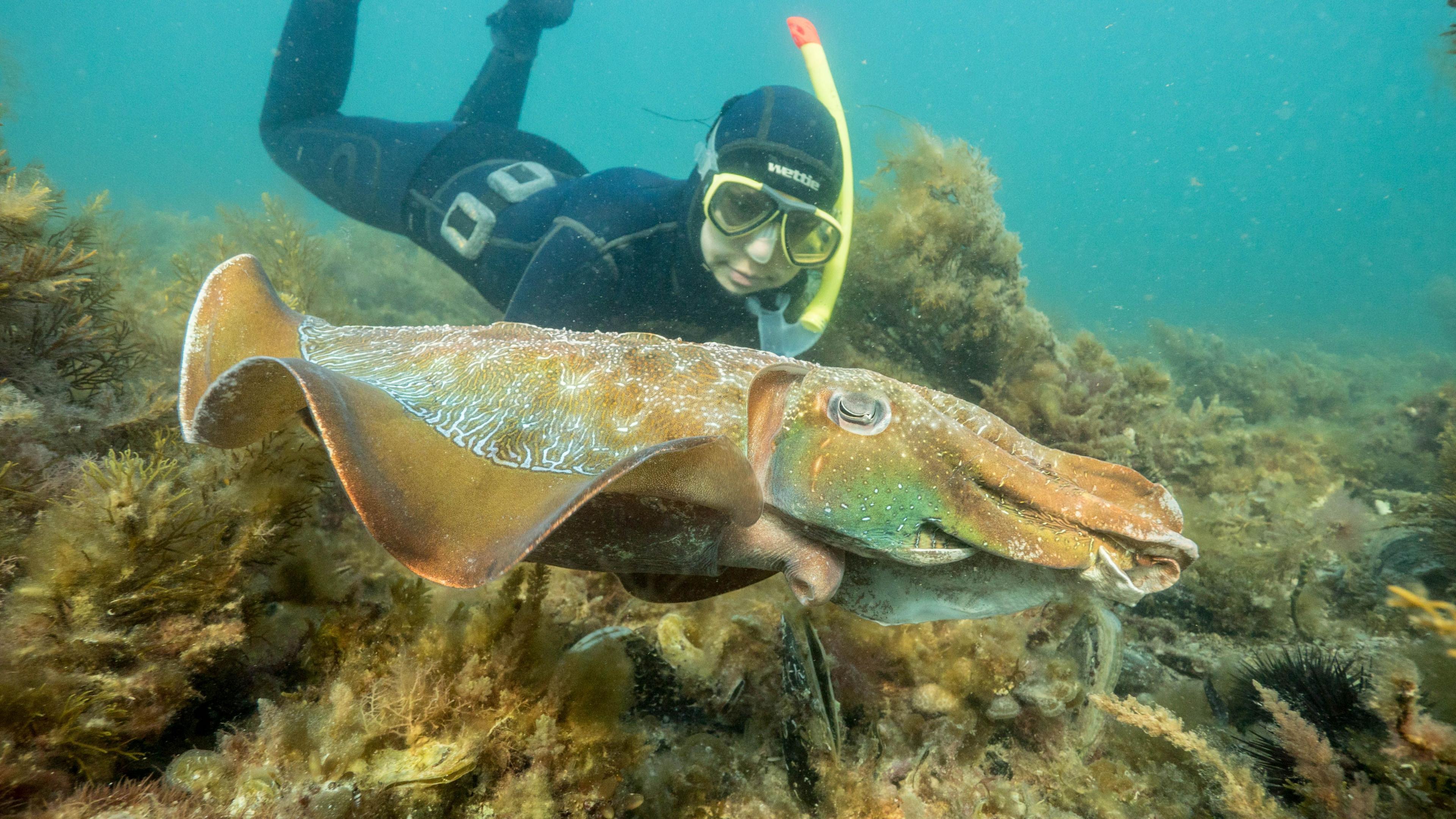 Australia’s Giant Cuttlefish Mating Season Sees Record Low Amid Toxic Algal Bloom