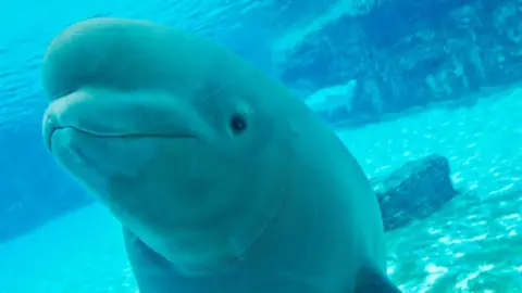 Canadian Marine Park Faces Outcry Over Potential Euthanasia of 30 Beluga Whales