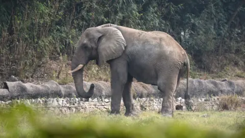 The Tragic Life and Death of Shankar: Delhi's Only African Elephant