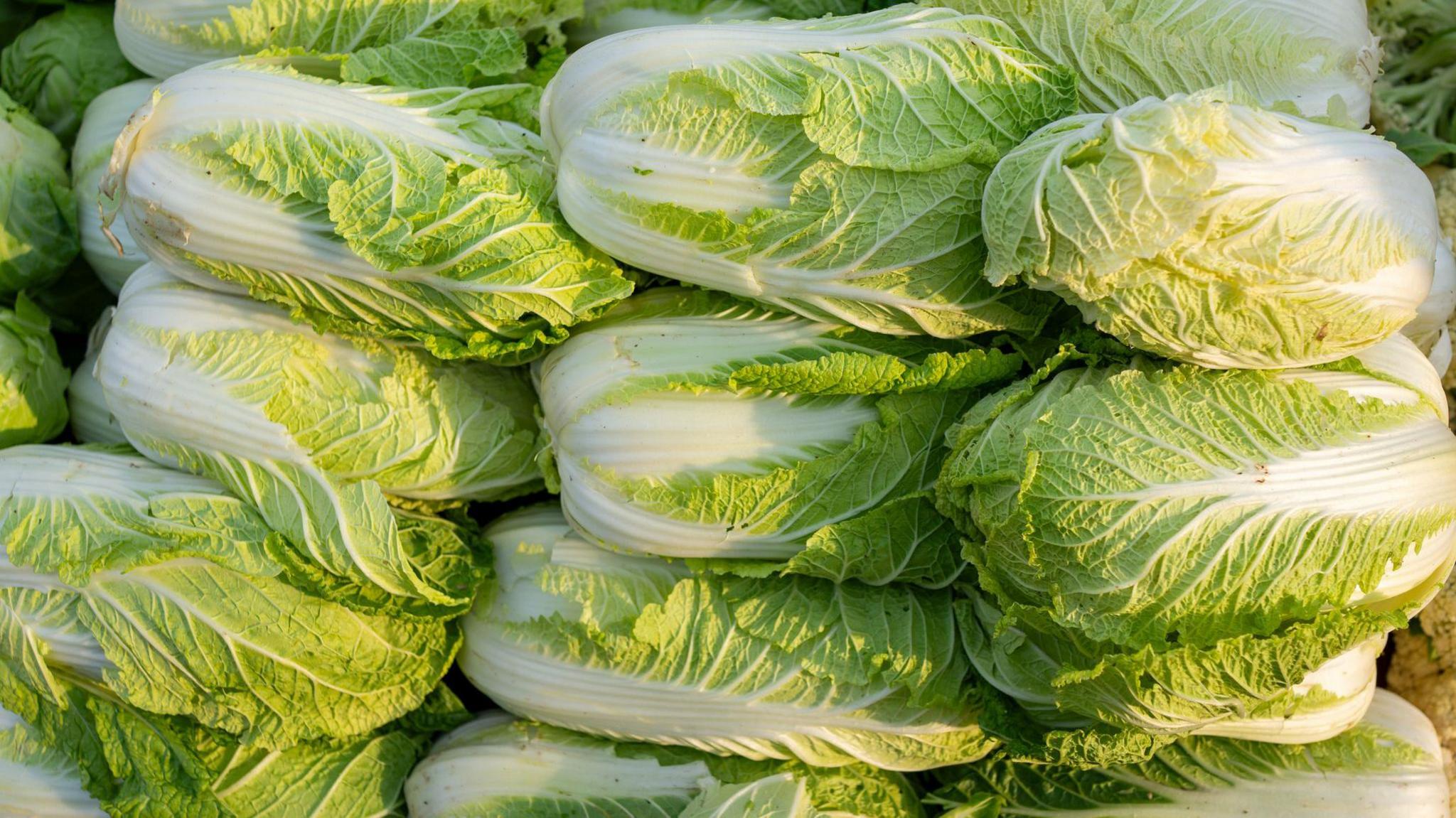 China Investigates Formaldehyde Use on Fresh Cabbages
