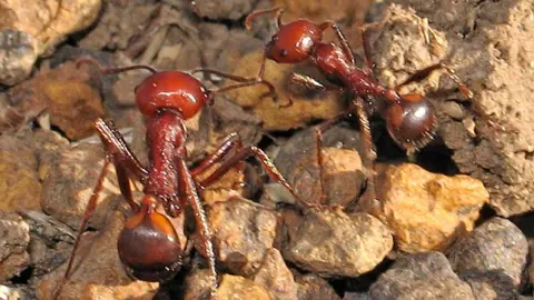 The Unseen Side of Wildlife Trafficking: A Look at the Giant African Harvester Ant Trade