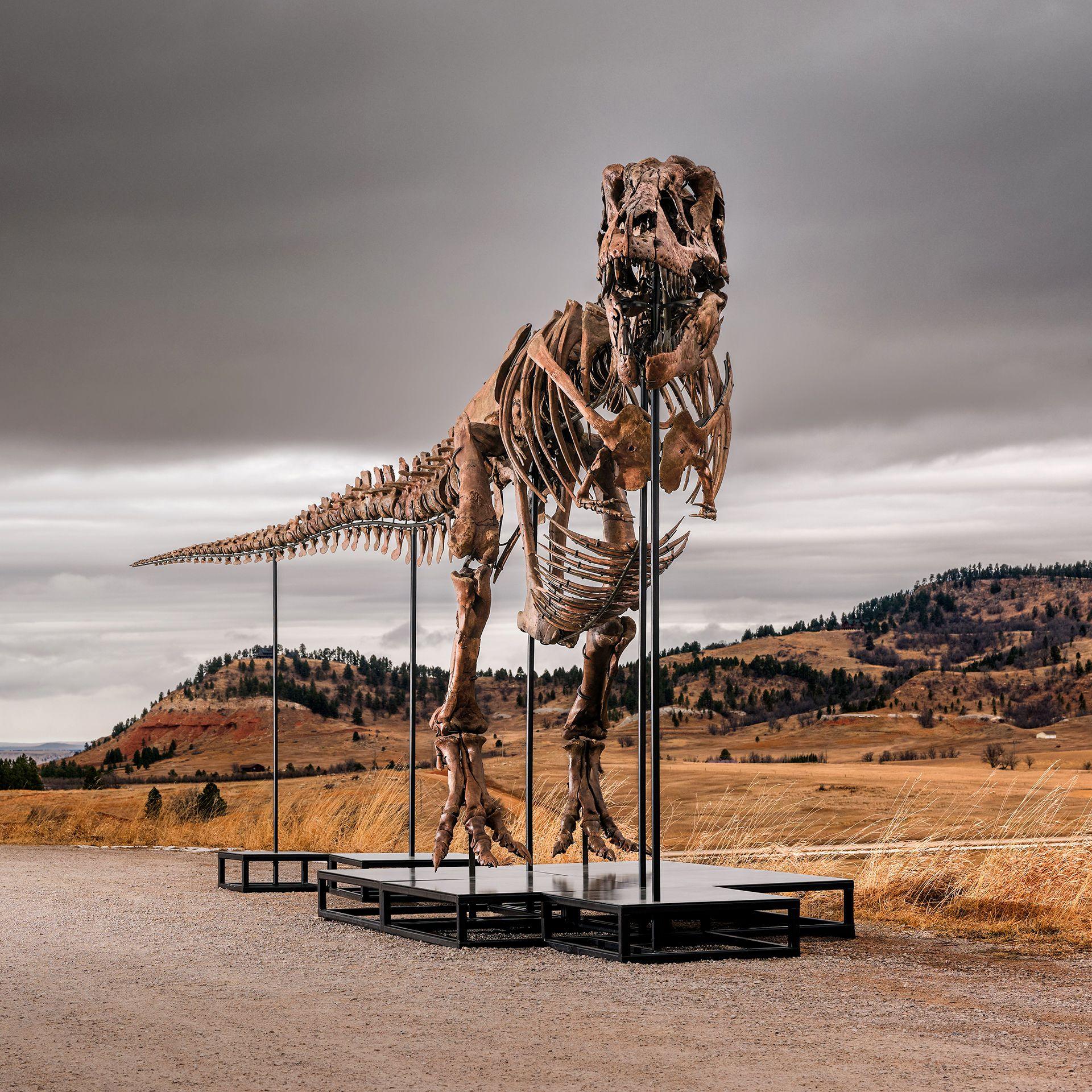 Gus the T‑rex Could Become the Most Expensive Dinosaur Ever Auctioned – A Conflict for Science