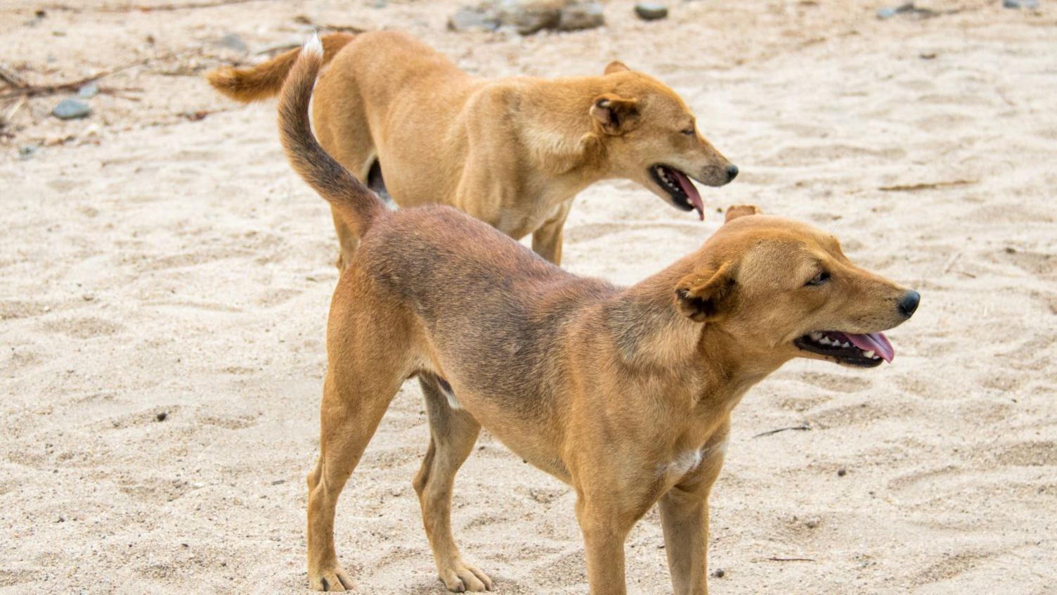 Mass Dog Killings Spark Outrage in Hossana After Rabies Outbreak