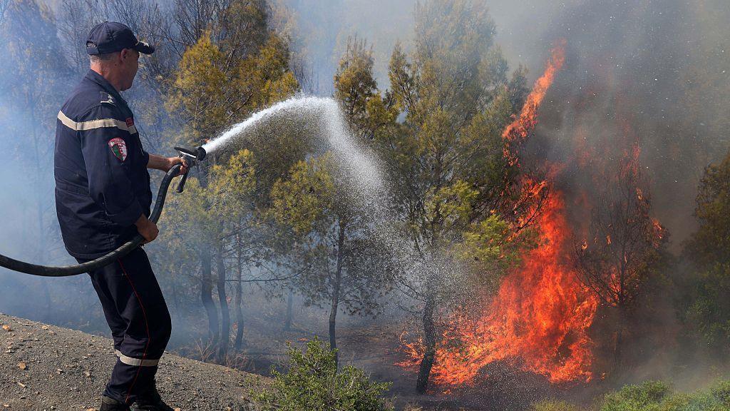 Algeria Wildfires: 12 Dead, Dozens Injured in Northern Provinces