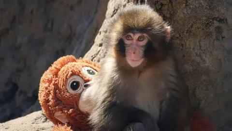 Two Men Arrested After Bizarre Monkey Enclosure Stunt in Japan