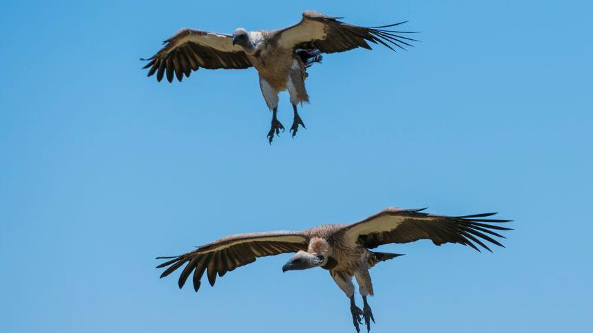 The Vulture King of Nigeria: Championing a Vanishing Species