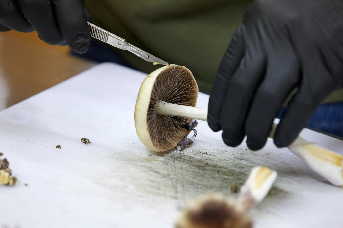 FDA Fast-Tracks Review of Psychedelic Drugs Amid Growing Support