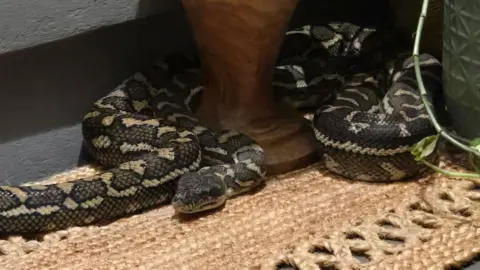 Unwelcome Wake-Up Call: Australian Woman Finds Python in Bed