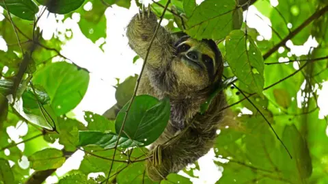 Tragic Loss: Dozens of Sloths Dies Before Sloth World Attraction Opens in Florida