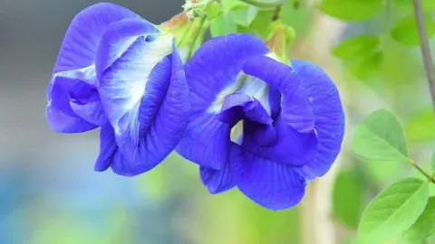 How India's Butterfly Pea Flower is Transforming Farmers' Lives