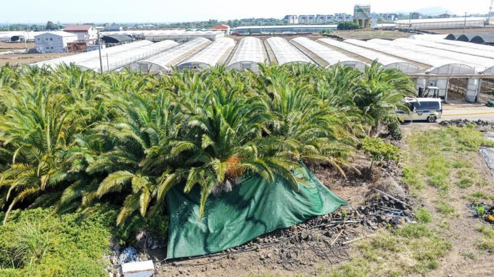 Jeju Island Bodies Found as Missing Persons Scandal Intensifies