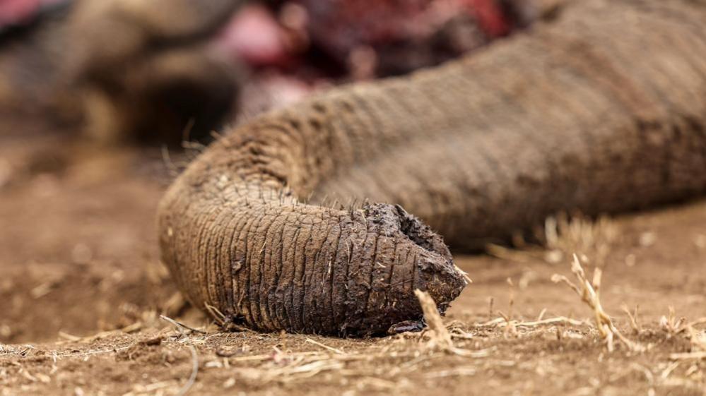 Four Detained as Kenyan Authorities Probe Poisoned Elephant Deaths
