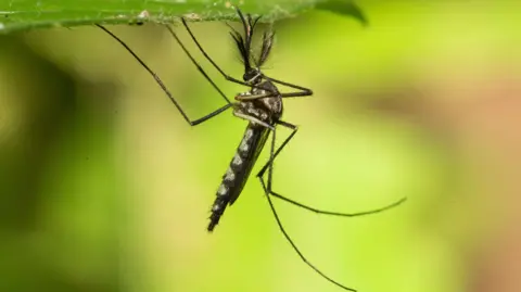 Iceland Welcomes Mosquitoes for the First Time Amid Record-Breaking Heat