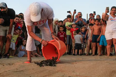 Veteran Turtle Conservationist Mona Khalil Killed by Israeli Strike