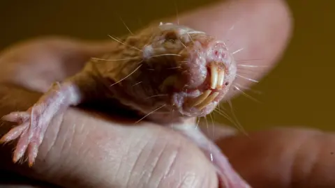 Unlocking Longevity: The Secrets Hidden in Naked Mole Rat DNA