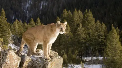 Hiker Dies in Suspected Mountain Lion Attack in Colorado