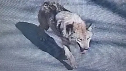 Heat-Seeking Cameras Deployed in South Korea to Track Escaped Zoo Wolf