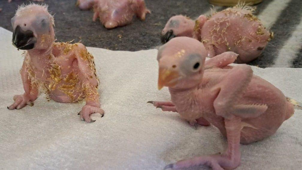 Eggs in Flight: Thai Smuggler Arraigned, 50 Parrot Eggs Hatch at Johannesburg Airport