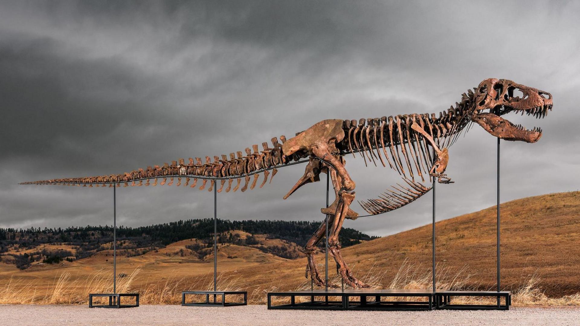 Tyrannosaurus Rex Files Record Sale: $50M Auction Becomes Hottest Fossil Investment