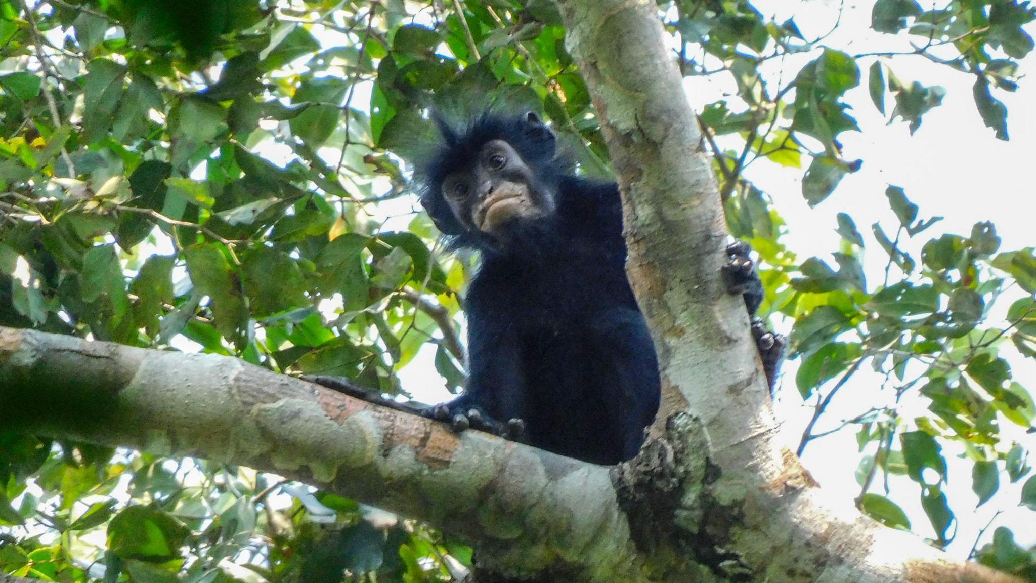 New Orange‑Lipped Monkey Species Found in DR Congo's Dense Rainforest