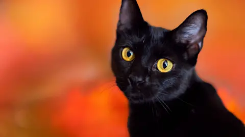Terrassa Town Imposes Temporary Ban on Black Cat Adoptions for Halloween Safety