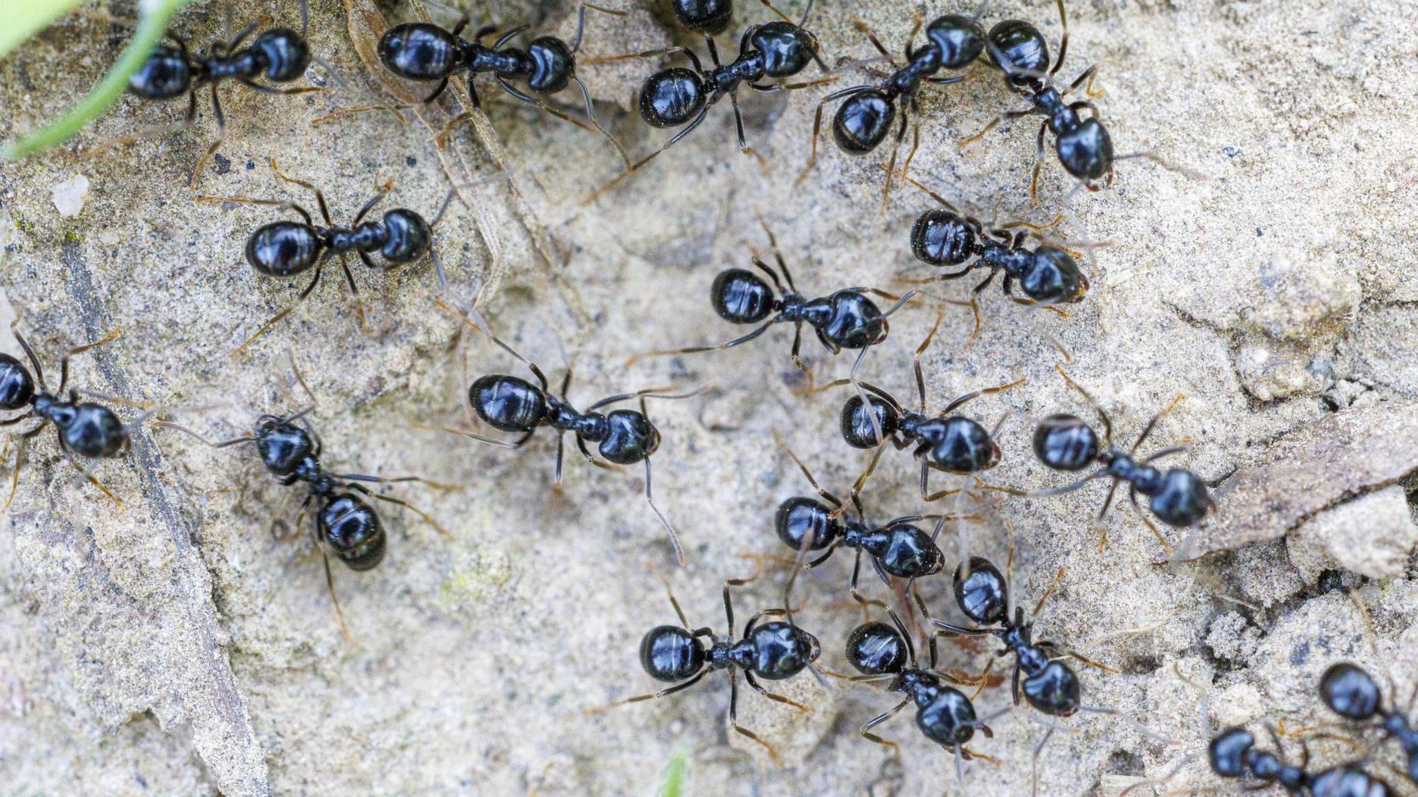 Michelin‑starred Restaurateur Faces Jail Over Ant Dessert Garnish