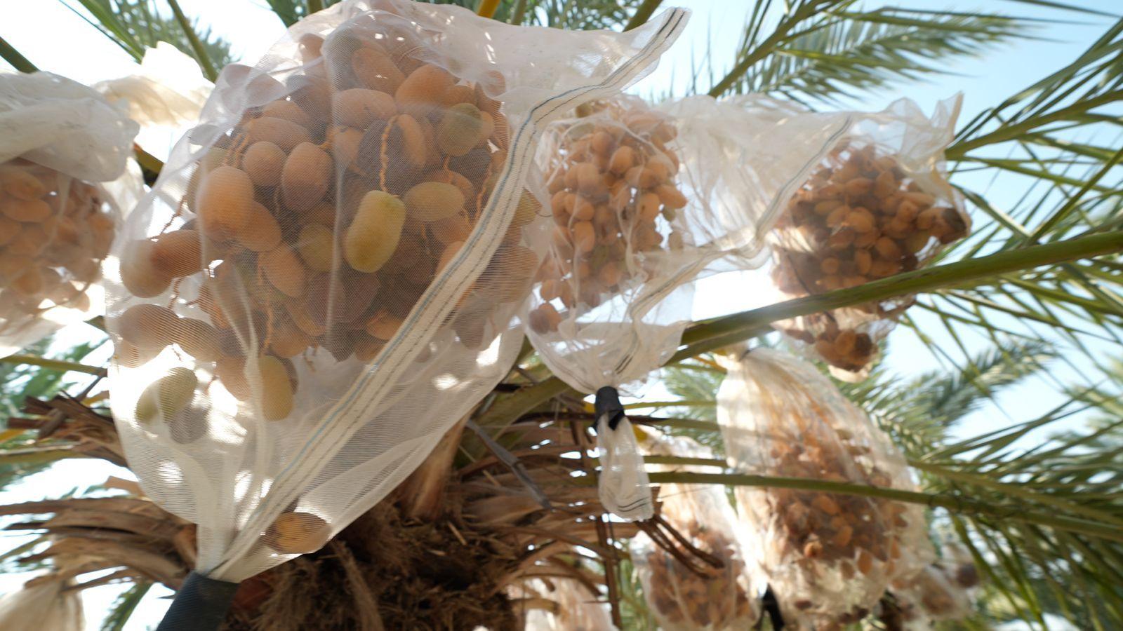 Discerning Dates: Jordan Valley Farmers face UK Sanctions on Israeli Settlements