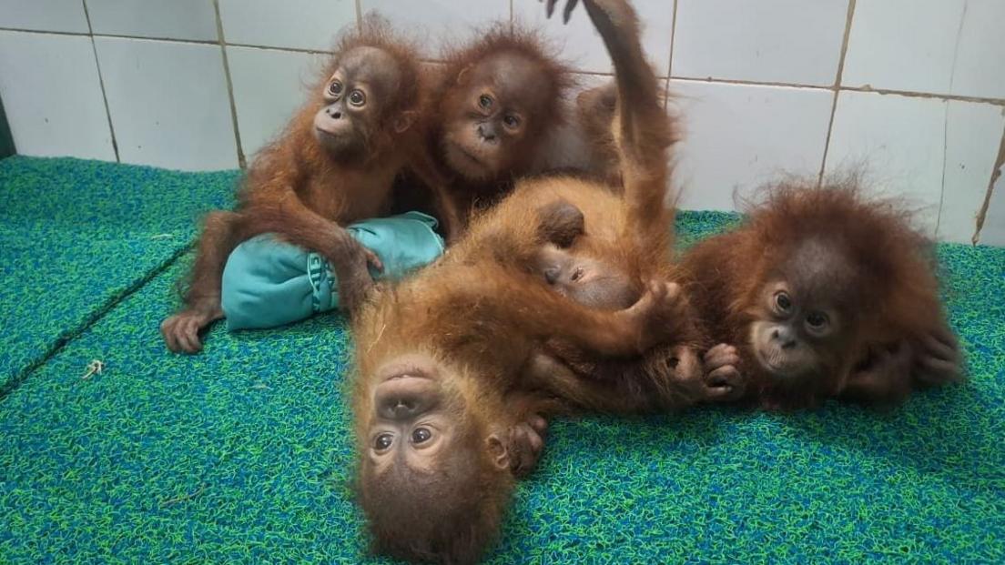 Five Baby Orangutans Found in Odisha Forest Spark Trafficking Inquiry