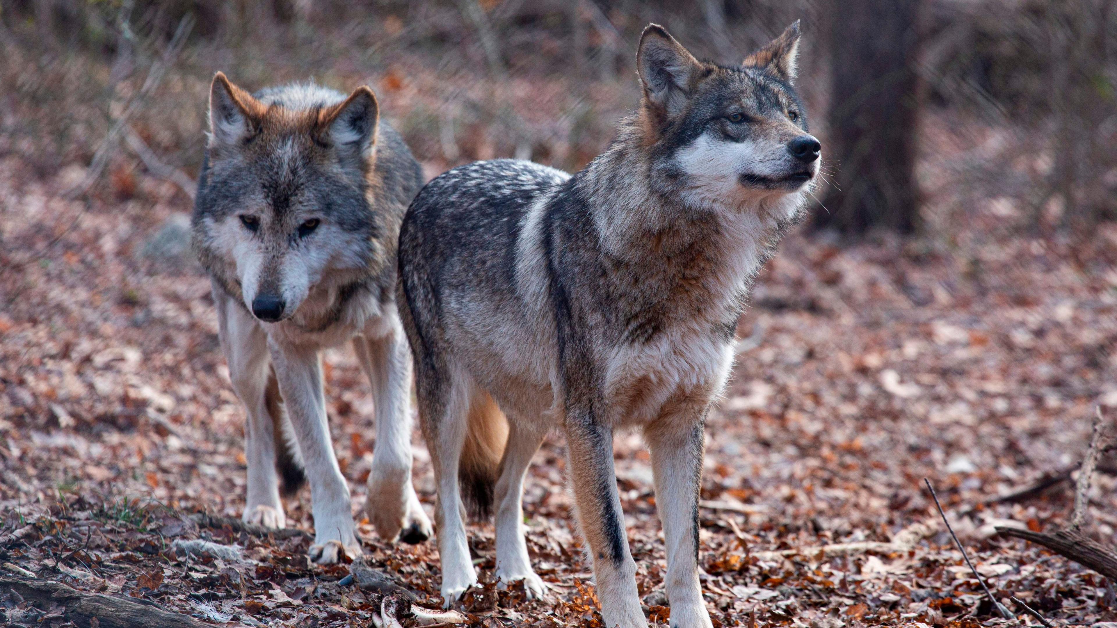 Trump Executive Order Removes Grey and Mexican Wolf Protection, Sparking Conservation Outcry