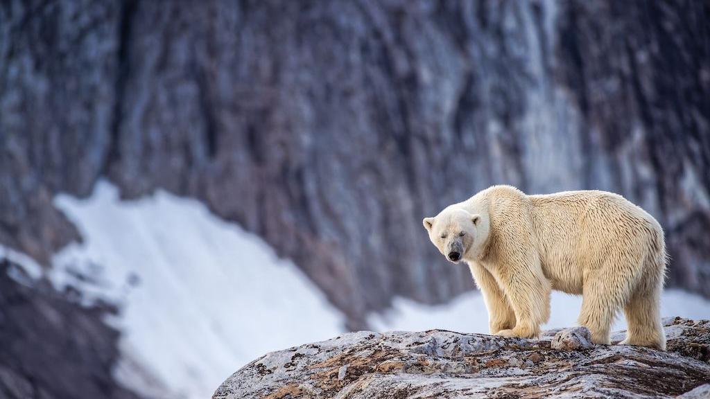 Foghorn Wakeup of Polar Bear Leads to 50,000 NOK Fine in Svalbard