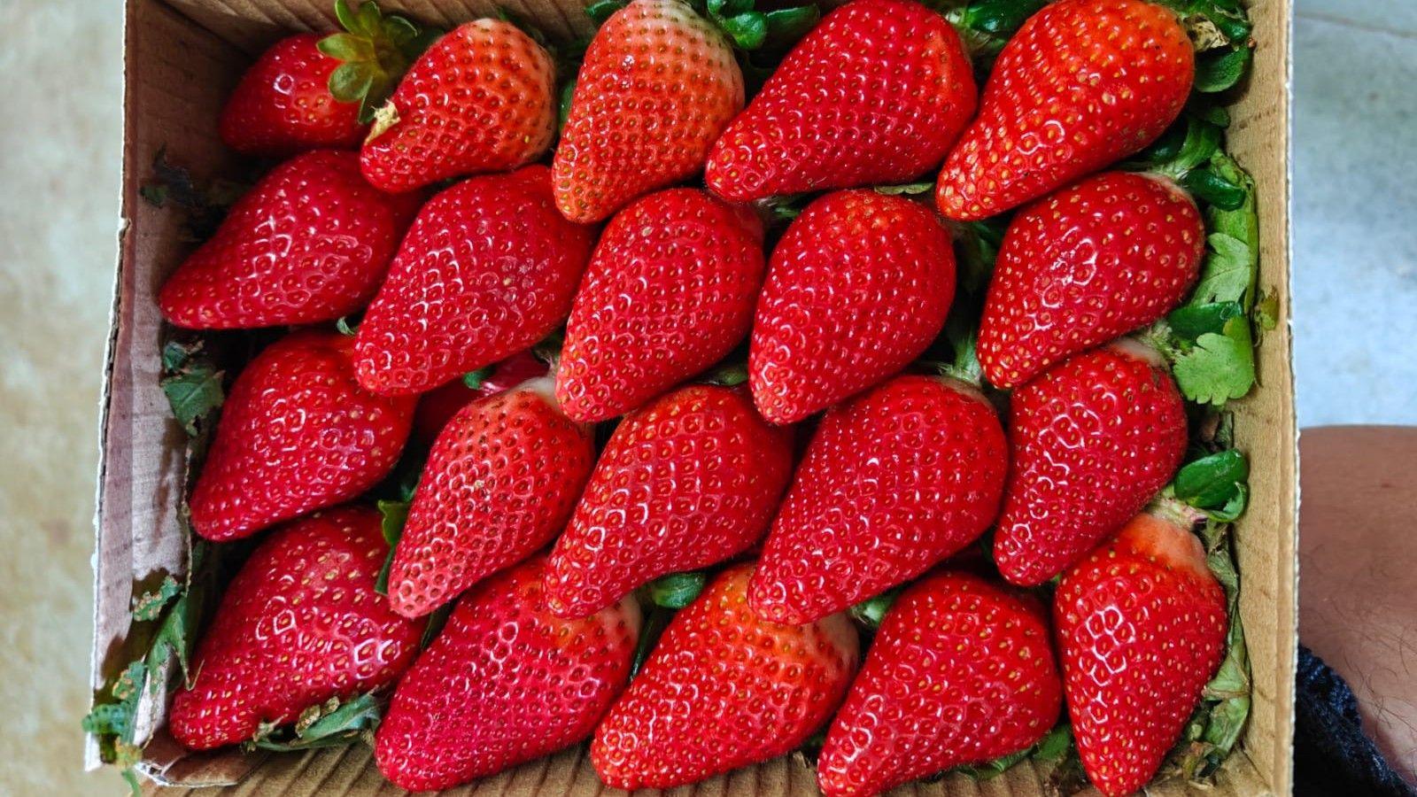 India’s Sweet Push: From Imported Dyes to Indigenous Berries
